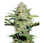 Semillas Sensi Skunk Auto